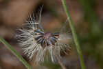 Common Leopardbane